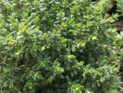 Echter Thymian / Thymus Vulgaris Im 12 Cm Topf