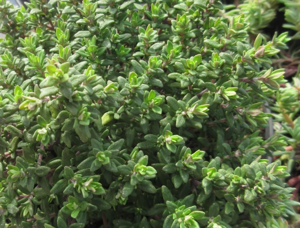 Echter Thymian / Thymus Vulgaris Im 12 Cm Topf 3 Echter Thymian / Thymus Vulgaris Im 12 Cm Topf