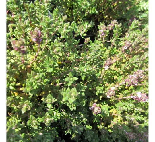 Echter Thymian / Thymus Vulgaris Im 12 Cm Topf 4 Echter Thymian / Thymus Vulgaris Im 12 Cm Topf – Bild 2