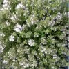 Feld-Thymian / Thymus Serpyllum Im 12 Cm Topf