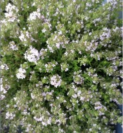 Feld-Thymian / Thymus Serpyllum Im 12 Cm Topf