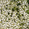 Weißer Polsterthymian / Thymus Praecox Albiflorus Im 12 Cm Topf