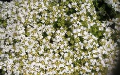 Weißer Polsterthymian / Thymus Praecox Albiflorus Im 12 Cm Topf