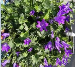 Dalmatiner Glockenblume / Campanula Portenschlagiana Im 13 Cm Topf