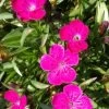 Heidenelke / Dianthus Deltoides Im 13 Cm Topf