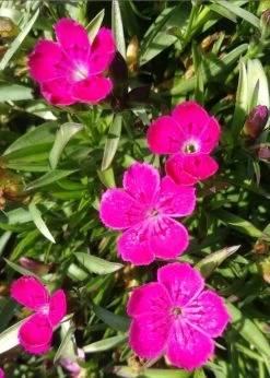 Heidenelke / Dianthus Deltoides Im 13 Cm Topf