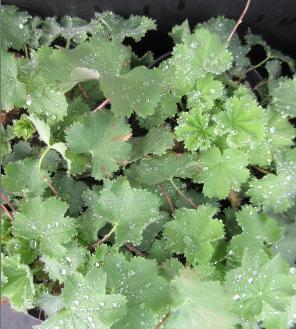 Gewöhnlicher Frauenmantel / Alchemilla Xanthochlora Im 13 Cm Topf 3 Gewöhnlicher Frauenmantel / Alchemilla Xanthochlora Im 13 Cm Topf