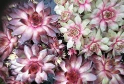 Echter Hauswurz / Sempervivum Tectorum Im 13 Cm Topf