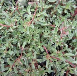 Tricolor Teppichsedum / Sedum Spurium Tricolor Im 13 Cm Topf