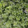 Silver Queen Thymian / Thymus X Citriodorus 'Silver Queen' Im 12 Cm Topf