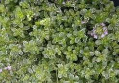 Silver Queen Thymian / Thymus X Citriodorus 'Silver Queen' Im 12 Cm Topf
