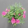 Gartennelke / Dianthus Caryophyllus Im 13 Cm Topf