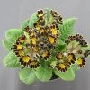 Garten-Schlüsselblume 'Mister Gold Lace' / Primula Elatior 'Mister Gold Lace' Im 13 Cm Topf -Garten & Außenbereich ST7220wf 1 1