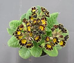 Garten-Schlüsselblume 'Mister Gold Lace' / Primula Elatior 'Mister Gold Lace' Im 13 Cm Topf