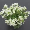 Kaukasische Gänsekresse / Arabis Caucasica Im 13 Cm Topf