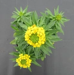 Garten-Goldlack "Yellow Bird" / Erysimum Cheiri "Yellow Bird" Im 13 Cm Topf