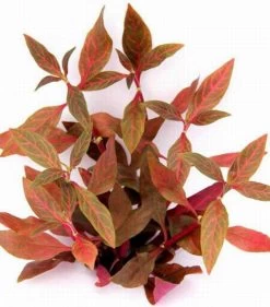 NEU! Kleines Rosanerviges Papageienblatt / Alternanthera 'Rosanervig' - A. Reineckii ´Red Ruby´