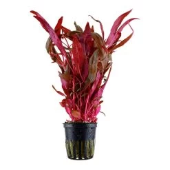 Rosablättriges Papageienblatt / Alternanthera Reineckii PINK Im Topf