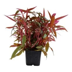 MUTTERPFLANZE TROPICA Alternanthera Reineckii PINK - Rosablättriges Papageienblatt
