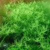 Große Grüne Rotala / Rotala Species 'Green' -Garten & Außenbereich T033A T 1