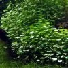 Kleinblättriger Wassernabel / Hydrocotyle Sibthorpioides - Maritima -Garten & Außenbereich T039A T 1 1