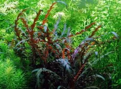 Fiederspaltiger Wasserfreund / Hygrophila Pinnatifida