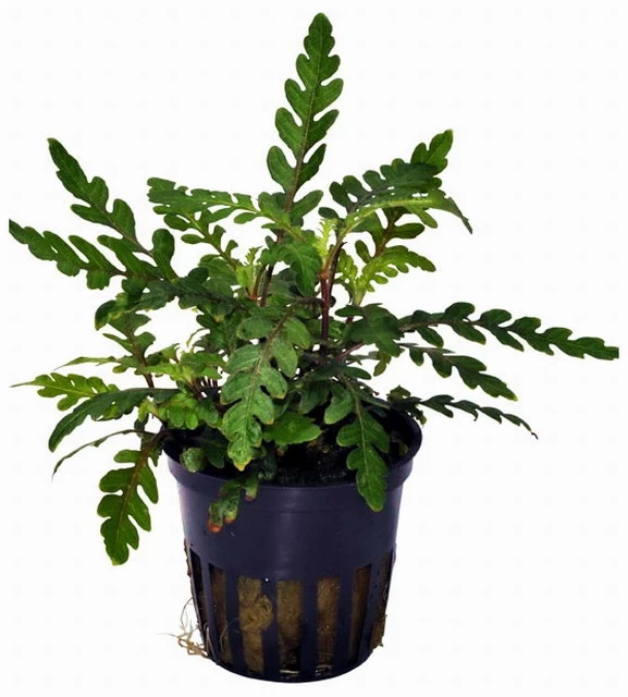 Fiederspaltiger Wasserfreund / Hygrophila Pinnatifida 4 Fiederspaltiger Wasserfreund / Hygrophila Pinnatifida – Bild 2