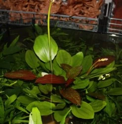 MUTTERPFLANZE Echinodorus Barthii X Doppeltrot / Barths Schwertpflanze, Eine Rarität -Garten & Außenbereich T072T 1 3