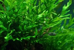 Kongo Wasserfarn / Bolbitis Heudelotii