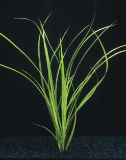 Helfers Zyperngras / Cyperus Helferi Im Topf