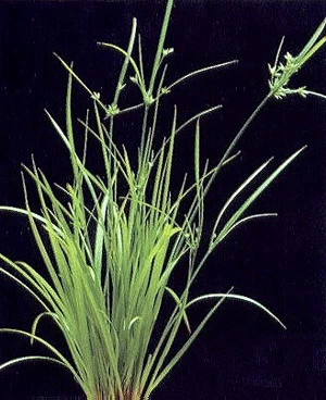 Helfers Zyperngras / Cyperus Helferi Im Topf 4 Helfers Zyperngras / Cyperus Helferi Im Topf – Bild 2