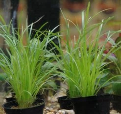 Helfers Zyperngras / Cyperus Helferi Im Topf 7 Helfers Zyperngras / Cyperus Helferi Im Topf -Garten & Außenbereich T092PP 1 3