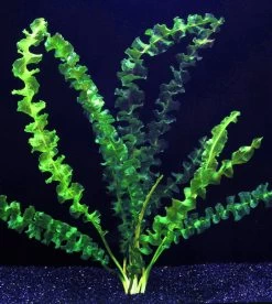 Stark Gewellte Wasserähre / Aponogeton Capuroni