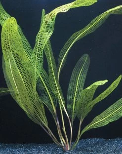 Madagaskar Gitterpflanze / Aponogeton Madagascariensis