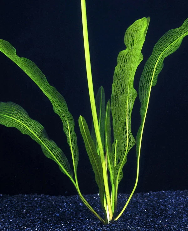 Große Schmale Gitterpflanze / Aponogeton Henkelianus 3 Große Schmale Gitterpflanze / Aponogeton Henkelianus