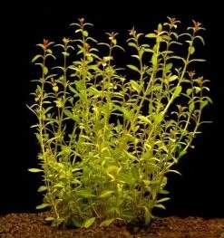 Schmalblättrige Ludwigie / Ludwigia Arcuata Im Topf