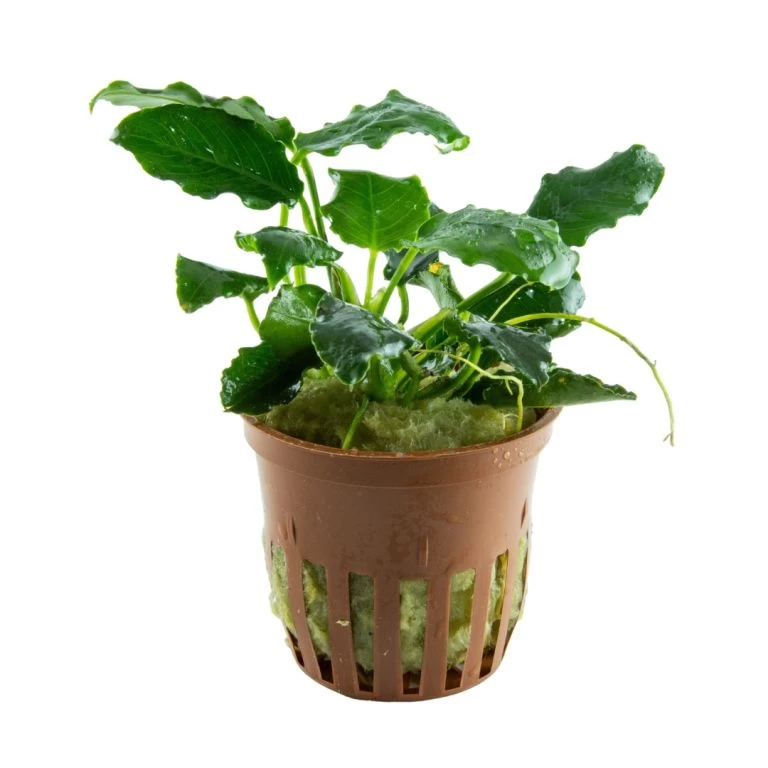 *NEU* Anubias Barteri Var. Nana "Kirin" 4 *NEU* Anubias Barteri Var. Nana "Kirin" – Bild 2