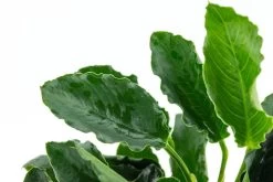 *NEU* Anubias Barteri Var. Nana "Kirin" 7 *NEU* Anubias Barteri Var. Nana "Kirin" -Garten & Außenbereich T101K T 1 3