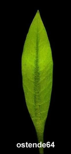 Breitblättrige Zwergamazonas / Echinodorus Quadricostatus - Magdalenensis Im Topf -Garten & Außenbereich T10502ST 1 3