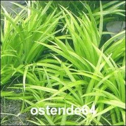 XL In-Vitro Grasartige Zwergschwertpflanze / Echinodorus Latifolius -Garten & Außenbereich T10512ST 1 2