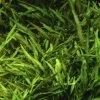 Willi's Wasserkelch / Cryptocoryne X Willisii "nevillii" -Garten & Außenbereich T107 T 1 2