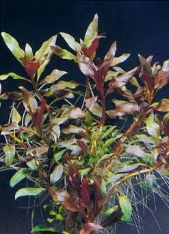 Rote Stern-Ludwigie / Ludwigia Glandulosa Peruensis Im Topf