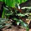 Petchs Wasserkelch / Cryptocoryne Beckettii ''petchii''