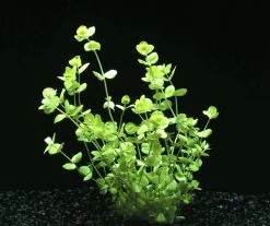 Rundblättriges Perlenkraut / Micranthemum Umbrosum