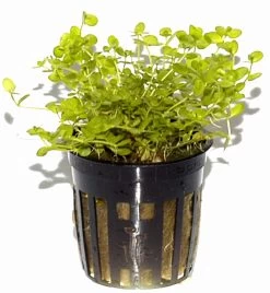 Rundblättriges Perlenkraut / Micranthemum Umbrosum 7 Rundblättriges Perlenkraut / Micranthemum Umbrosum -Garten & Außenbereich T10905ST 1 4