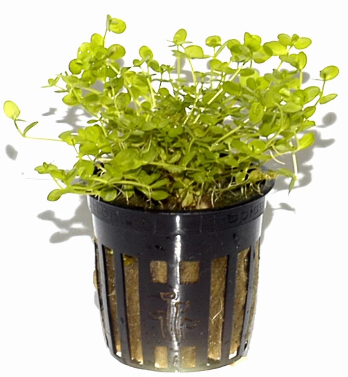 Rundblättriges Perlenkraut / Micranthemum Umbrosum 5 Rundblättriges Perlenkraut / Micranthemum Umbrosum – Bild 3