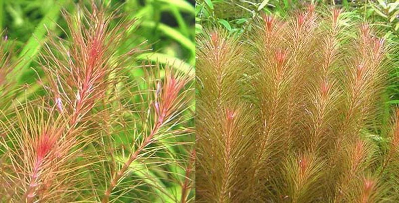 Rotes Mooskraut / Rotala Wallichii Im Topf 4 Rotes Mooskraut / Rotala Wallichii Im Topf – Bild 2