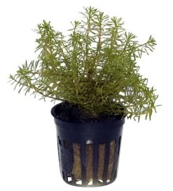 Rotes Mooskraut / Rotala Wallichii Im Topf 7 Rotes Mooskraut / Rotala Wallichii Im Topf -Garten & Außenbereich T10912ST 1 3