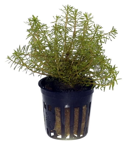 Rotes Mooskraut / Rotala Wallichii Im Topf 5 Rotes Mooskraut / Rotala Wallichii Im Topf – Bild 3