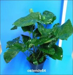 MUTTERPFLANZE Breitblättriges Speerblatt / Anubias Barteri Var. Barteri -Garten & Außenbereich T11801ST 1 3